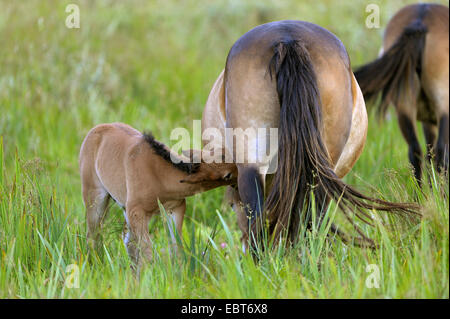 Poney Exmoor (Equus przewalskii f. caballus), poulain suckling, Pays-Bas, Texel Banque D'Images