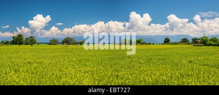 Paysage magnifique et des champs de riz à Sulawesi, Indonésie. Jour tourné avec ciel bleu et nuages blancs rassemblement dans la m Banque D'Images