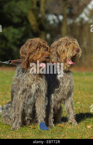 À Poil français Le Griffon Korthals (Canis lupus f. familiaris), deux Griffon assis dans un pré Banque D'Images