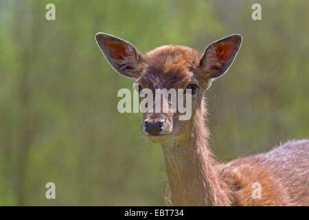 Le daim (Dama dama, Cervus dama), portrait d'un cerf veau, Allemagne, Schleswig-Holstein Banque D'Images