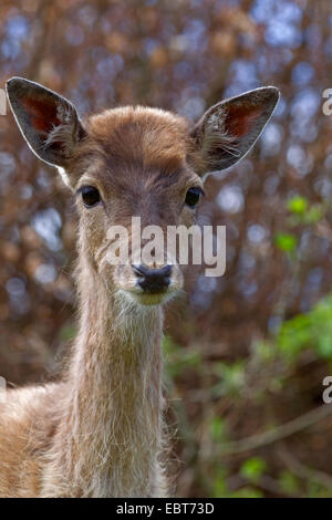 Le daim (Dama dama, Cervus dama), portrait d'un daim veau, Allemagne, Schleswig-Holstein Banque D'Images