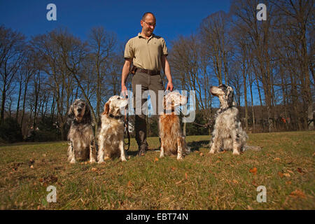 Setter anglais (Canis lupus f. familiaris), l'homme avec 4 setters Anglais Banque D'Images