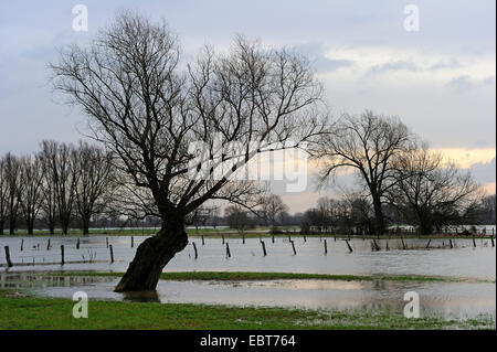 Le saule blanc (Salix alba), saules étêtés dans le marais prés de la Lippe plaine inondable à marée haute de , Allemagne, Rhénanie du Nord-Westphalie Banque D'Images