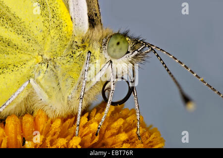 Large White (Pieris brassicae), assis sur un Telekia avec proboscis enroulé, Allemagne, Mecklembourg-Poméranie-Occidentale Banque D'Images