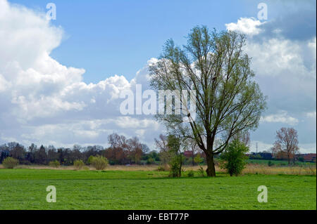 Le saule blanc (Salix alba), willow au printemps dans un pré près de Neunkirchen, en Allemagne, en Basse-Saxe, Neuenkirchen Banque D'Images