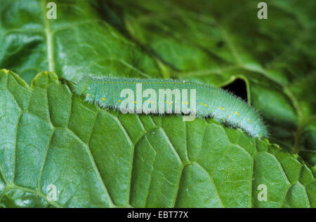 Petit papillon blanc, Chou, piéride du chou (Pieris rapae, Artogeia rapae), Caterpillar sur une feuille, Allemagne Banque D'Images