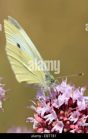 Petit papillon blanc, Chou, piéride du chou (Pieris rapae, Artogeia rapae), sur des fleurs roses sur Origanum vulgare, Allemagne Banque D'Images