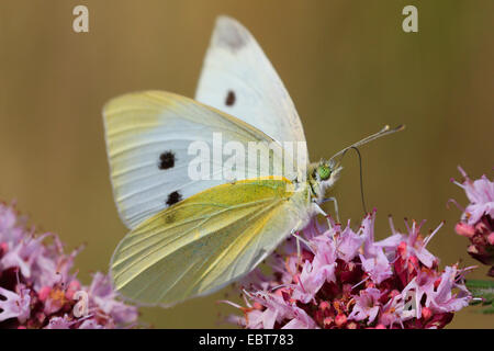 Petit papillon blanc, Chou, piéride du chou (Pieris rapae, Artogeia rapae), sur des fleurs roses sur Origanum vulgare, Allemagne Banque D'Images