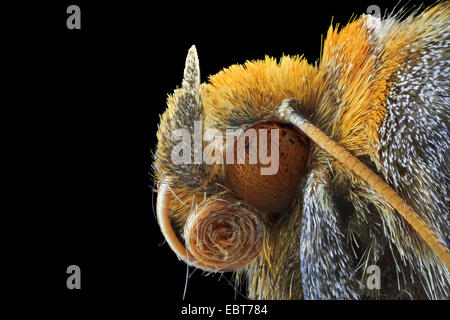 Laiton Bruni (Diachrysia stenochrysitis vel tutti), macro shot of head Banque D'Images