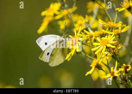 Large White (Pieris brassicae), suckking nectar de séneçon jacobée, Germany Banque D'Images