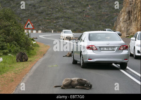 Babouin chacma (Papio ursinus), certains animaux couchés sur l'asphalte d'une route de campagne ou assis sur le côté ne pas prêter attention à la circulation, Afrique du Sud, Western Cape Banque D'Images