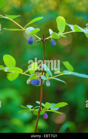 Lonicera caerulea, bleu bluefly, chèvrefeuille miel le branche avec fruits, Germany Banque D'Images