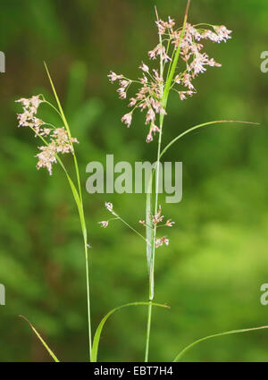 Oakforest woodrush (Luzula luzuloides. Luzula albida), inflorescence, Allemagne, Bavière, Oberbayern, Upper Bavaria, Murnauer Moos Banque D'Images