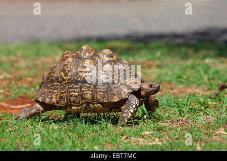 (Stigmochelys pardalis tortue léopard, Geochelone pardalis), marche à pied, Afrique du Sud, Kgaswane Banque D'Images