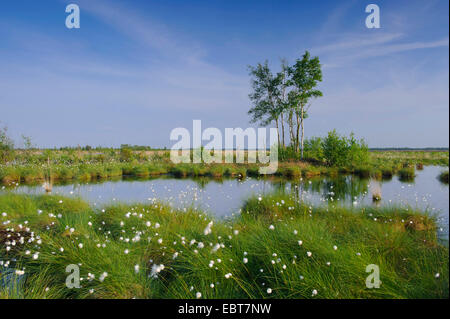 Moor pond en été, l'ALLEMAGNE, Basse-Saxe, Diepholzer Moorniederung Goldenstedter Moor, Banque D'Images