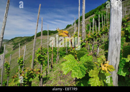 Vigne raisin, vigne (Vitis vinifera), vignes, vignoble om Allemagne, Rhénanie-Palatinat, Moselle, Trittenheim Banque D'Images