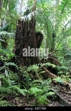 Forêt tropicale humide, la Tanzanie, le parc national de Jozani, Sansibar Banque D'Images