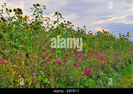 Politique du tournesol (Helianthus annuus), jardin cosmos au bord de champ de tournesol, Allemagne, Bavière, Blumenfeld Banque D'Images