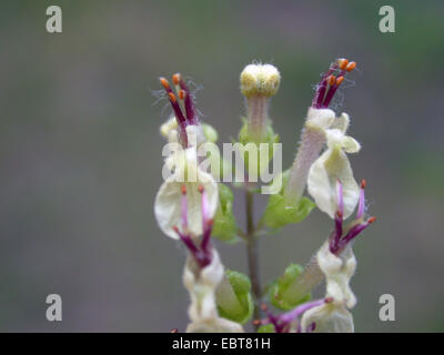 Germandrée sauge, sauge, bois à feuilles de sauge (Germandrée Teucrium scorodonia), fleurs, Allemagne Banque D'Images