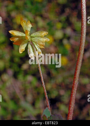 Moins hop trèfle, lotier corniculé, moindre moindre trèfle jaune, petit Hop Clover, suckling trèfle, shamrock (Trifolium dubium), inflorescence, Allemagne Banque D'Images