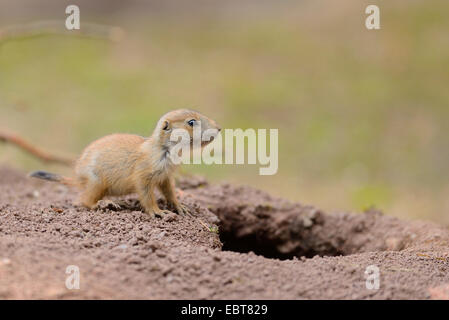 Chien de prairie, des plaines du chien de prairie (Cynomys ludovicianus), les jeunes au printemps Banque D'Images