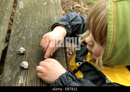 Gardensnail à lèvres blanc, blanc-lipped escargot, escargot, plus petit escargot Cepaea hortensis (bandes), petit Garçon jouant avec les escargots, Allemagne Banque D'Images