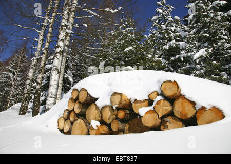 Pile de bois couverte de neige, l'Allemagne, l'Thueringer Wald Banque D'Images