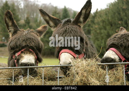 L'âne domestique (Equus asinus asinus. f) l'alimentation de l'âne, trois d'un rack de foin, Allemagne Banque D'Images