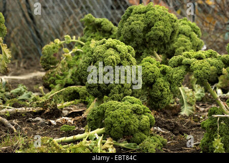 Le chou (Brassica oleracea var. sabellica, Brassica oleracea convar. acephala var. sabellica), dans un potager, Allemagne Banque D'Images