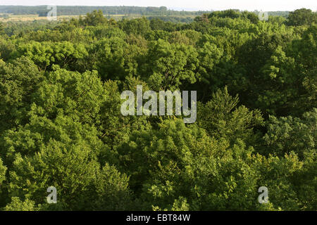 Vue du canopy walkway à tree tops, Allemagne, Thuringe, l'UNESCO Weltnaturerbe Hainich National Banque D'Images