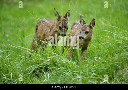 Le chevreuil (Capreolus capreolus), deux faons dans un pré, Allemagne Banque D'Images