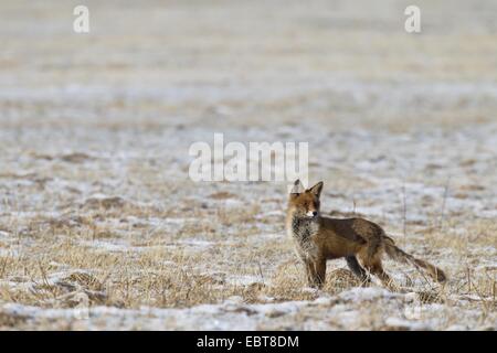 Le renard roux (Vulpes vulpes), debout dans une prairie Banque D'Images