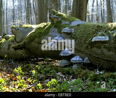 Le hêtre commun (Fagus sylvatica), Dead tree trunk avec champignon Fomes fomentarius, sabot, Allemagne, Thuringe, Parc national du Hainich Banque D'Images