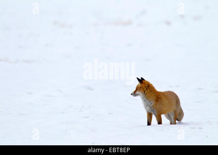 Le renard roux (Vulpes vulpes), debout dans une prairie couverte de neige, l'Allemagne, la Saxe, Syd Banque D'Images