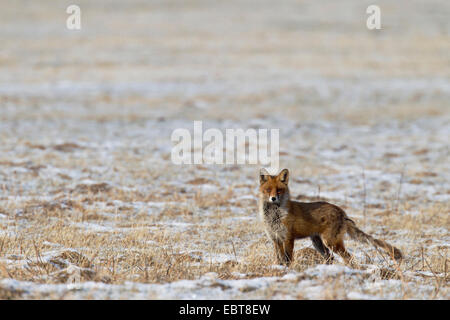 Le renard roux (Vulpes vulpes), debout dans une prairie Banque D'Images