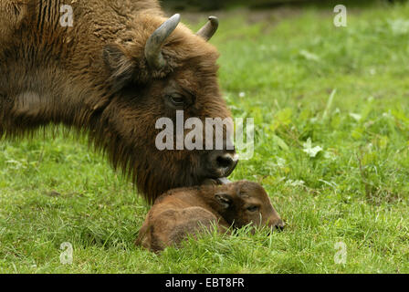 Bison d'Europe, Bison (Bison bonasus), vache veau lécher, Allemagne Banque D'Images