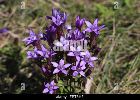 Gentiane, Gentiane allemande Chiltern (Gentiana germanica, Gentianella germanica), fleur, Allemagne, Bade-Wurtemberg Banque D'Images