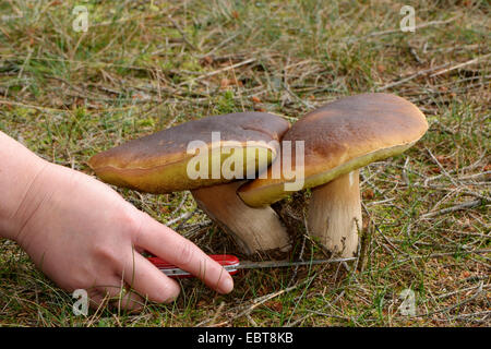 Penny bun, cep (Boletus edulis), deux exemplaires en cours de récolte avec un couteau de poche, Allemagne Banque D'Images