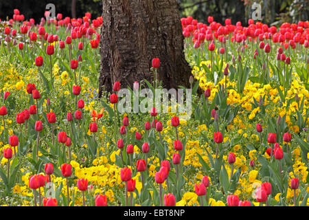 Jardin commun tulip (Tulipa Gesneriana), grand nombre de tulipes rouges et jaunes pensées dans un lit de fleur autour d'un arbre dans un parc, Allemagne Banque D'Images