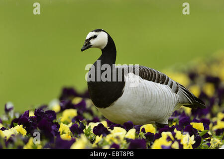 Bernache nonnette (Branta leucopsis), debout en parterre de pensées, Allemagne Banque D'Images