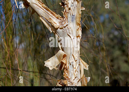 Paperbark maple (Acer griseum), tronc d'arbre Banque D'Images