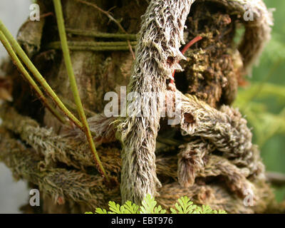 Fougère Patte de lapin (Davallia fejeensis), rhizome d'escalade Banque D'Images