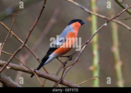 Colvert, Canard colvert, le nord du bouvreuil (Pyrrhula pyrrhula), homme assis sur une branche, l'Allemagne, la Bavière Banque D'Images