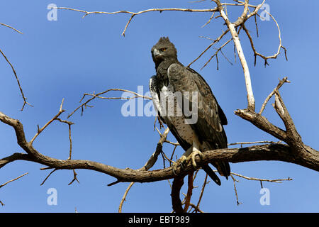 (Polemaetus bellicosus martial eagle, Hieraaetus bellicosus), assis sur une branche, au Kenya, Samburu National Reserve Banque D'Images