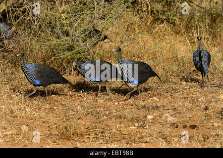 Pintade vulturine Acryllium vulturinum (), dans les savanes, Kenya Banque D'Images