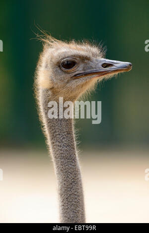 Nandou (Rhea americana), portrait Banque D'Images