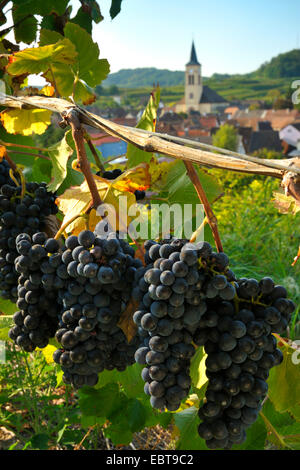 Vigne raisin, vigne (Vitis vinifera), bouquet de raisins noirs, de l'Allemagne, Bade-Wurtemberg, Kaiserstuhl Banque D'Images