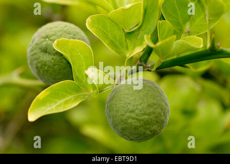 Feuilles trifoliées Poncirus trifoliata (orange), de fruits pas mûrs Banque D'Images