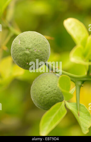 Feuilles trifoliées Poncirus trifoliata (orange), de fruits pas mûrs Banque D'Images