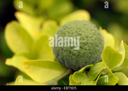 Orange trifoliolée (Poncirus trifoliata), fruit non mûr Banque D'Images